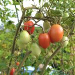 ミニトマトの家庭菜園のコツは？育て方の注意点や失敗談も解説！