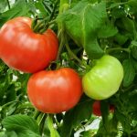 大玉トマトの家庭菜園のコツは？育て方の注意点や失敗談も解説！