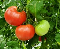 大玉トマトの家庭菜園のコツ