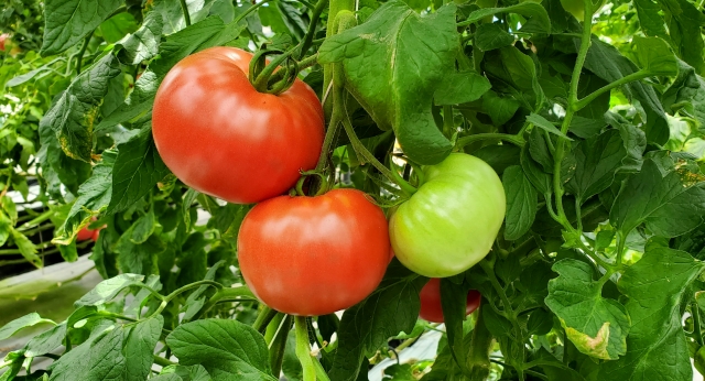大玉トマトの家庭菜園のコツ