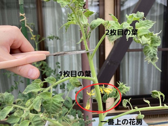 大玉トマトの家庭菜園の注意点（摘心）