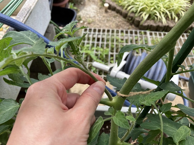 大玉トマトの家庭菜園のコツ（脇芽）
