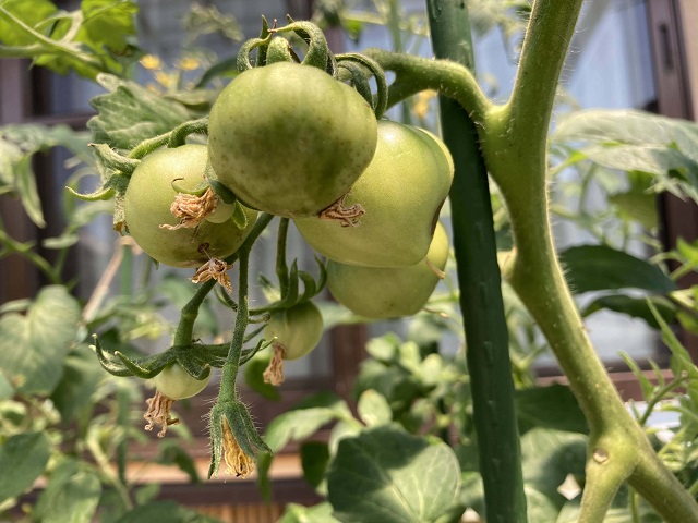 大玉トマトの家庭菜園のコツ（摘果）