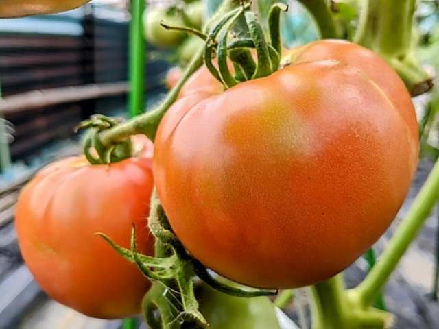 大玉トマトの家庭菜園のコツ（収穫）