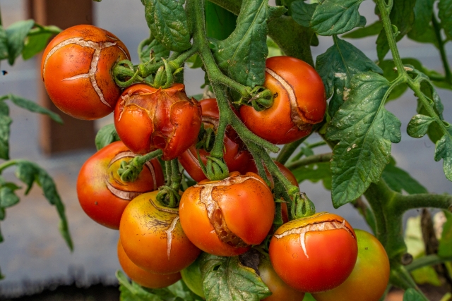 大玉トマトの家庭菜園の注意点（裂果）